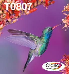 Ink Cartridge - T0807 Hummingbird - 44.4ml - Black/ Yellow/ Cyan/ Magenta/ Light Magenta/ Light Cyan cmyk lc/lm EasyMail 6x7,4 ml
